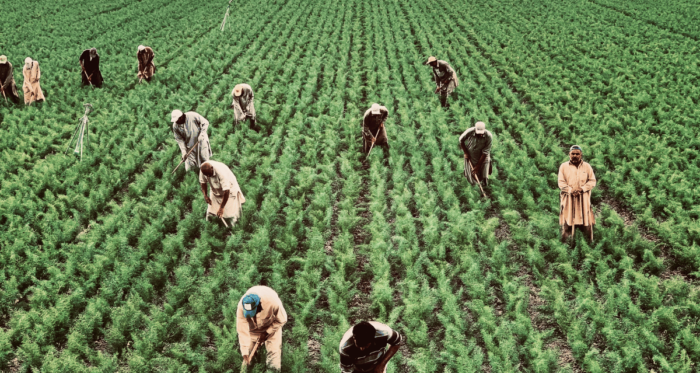 Decreto flussi immigrazione